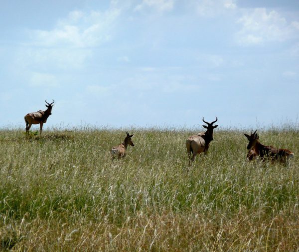 Mara Antelope