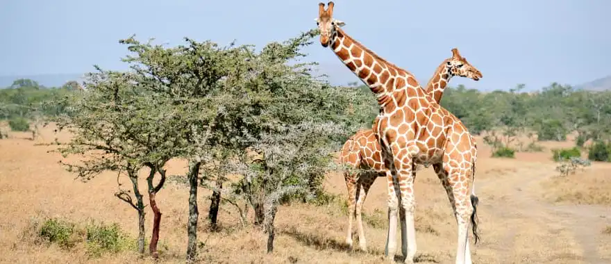 9-Day Safari in Amboseli, Ol Pejeta and Masai Mara 1