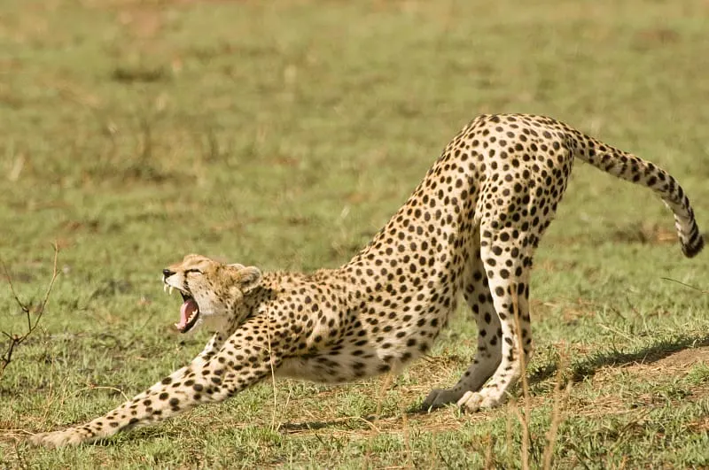 9-Day Safari in Amboseli, Ol Pejeta and Masai Mara 4